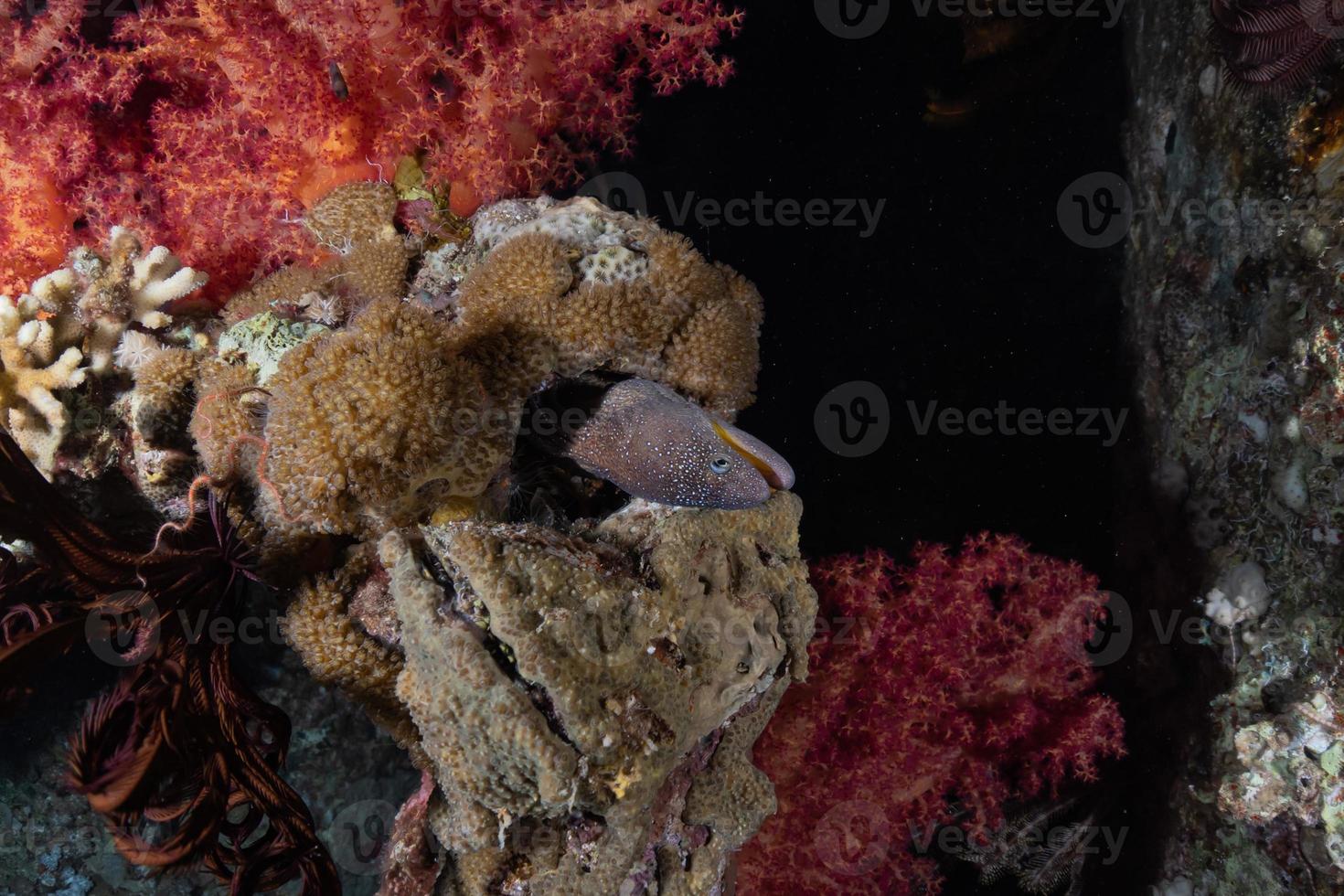 Moray eel Mooray lycodontis undulatus in the Red Sea, Eilat Israel photo