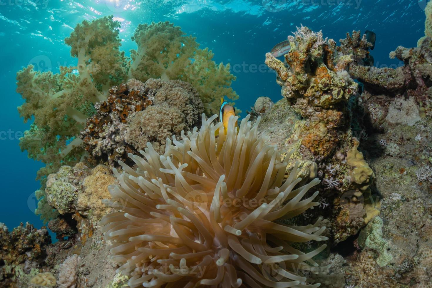 Coral reef and water plants in the Red Sea, Eilat Israel photo