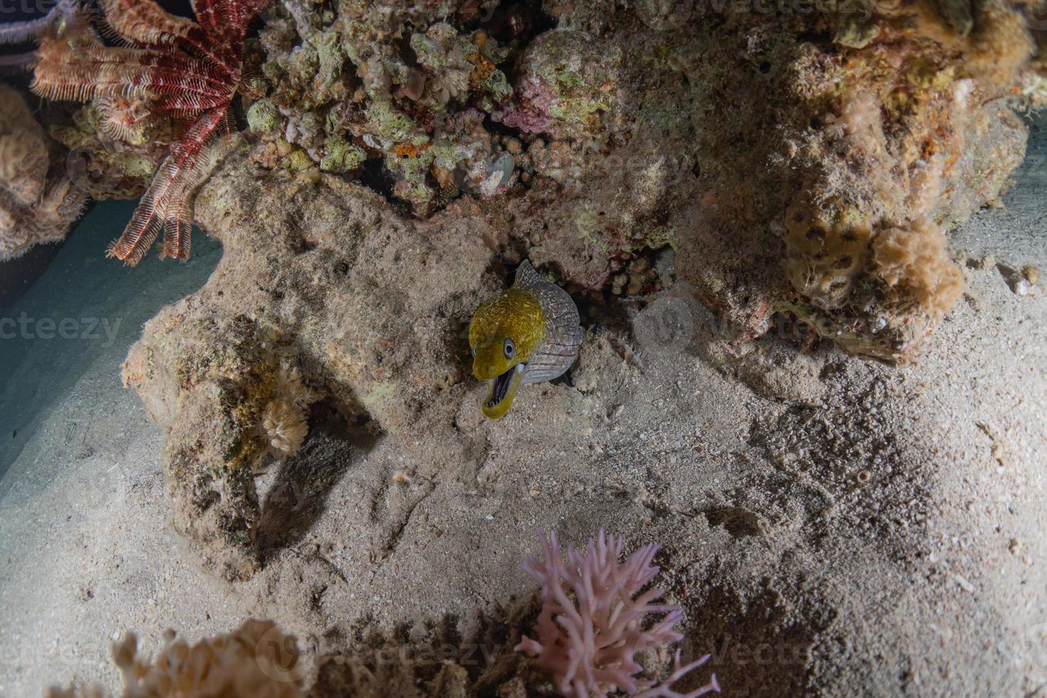 Morena mooray lycodontis undulatus en el mar rojo, eilat israel foto