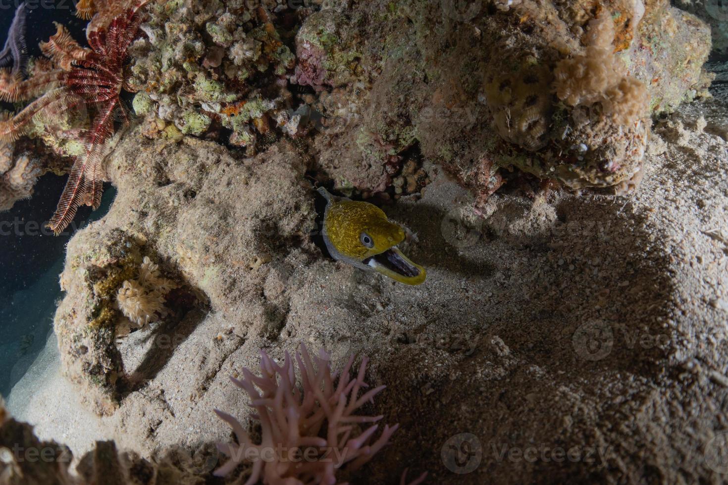 Morena mooray lycodontis undulatus en el mar rojo, eilat israel foto