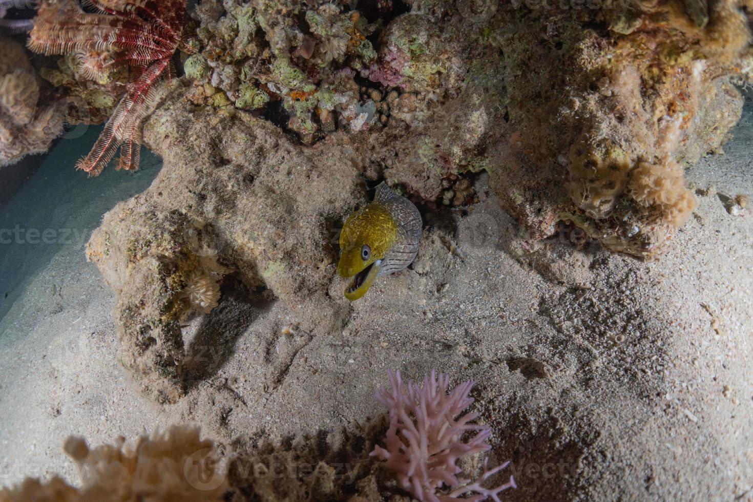 Morena mooray lycodontis undulatus en el mar rojo, eilat israel foto