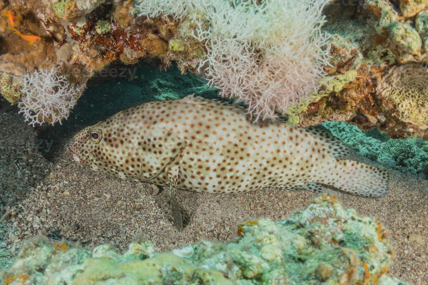 Fish swim in the Red Sea, colorful fish, Eilat Israel photo