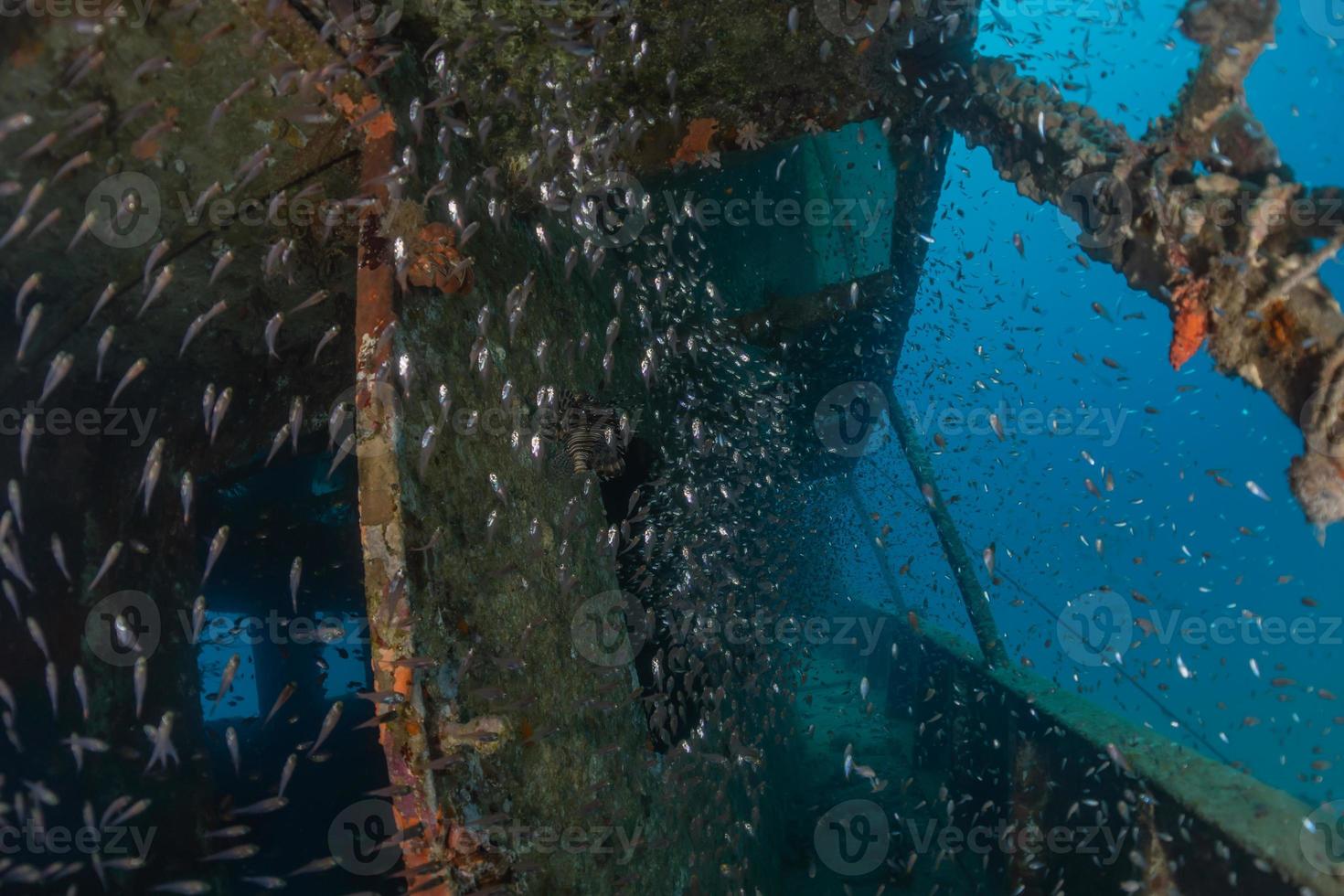 peces nadan en el mar rojo, peces de colores, eilat israel foto