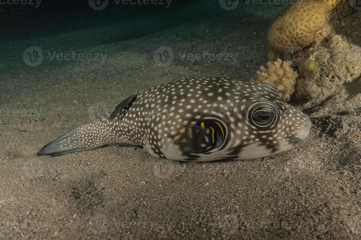 Fish swim in the Red Sea, colorful fish, Eilat Israel photo