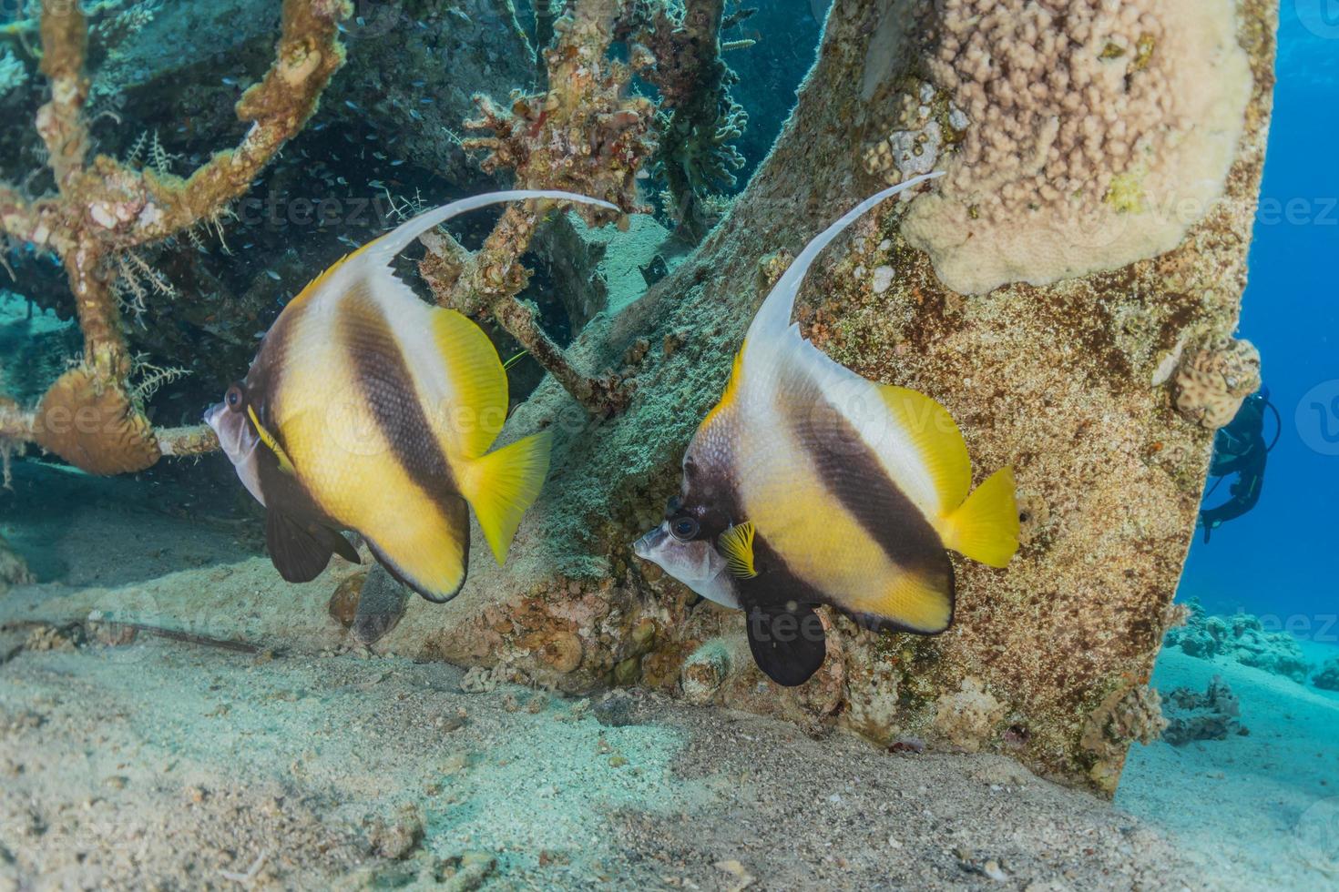 Fish swim in the Red Sea, colorful fish, Eilat Israel photo