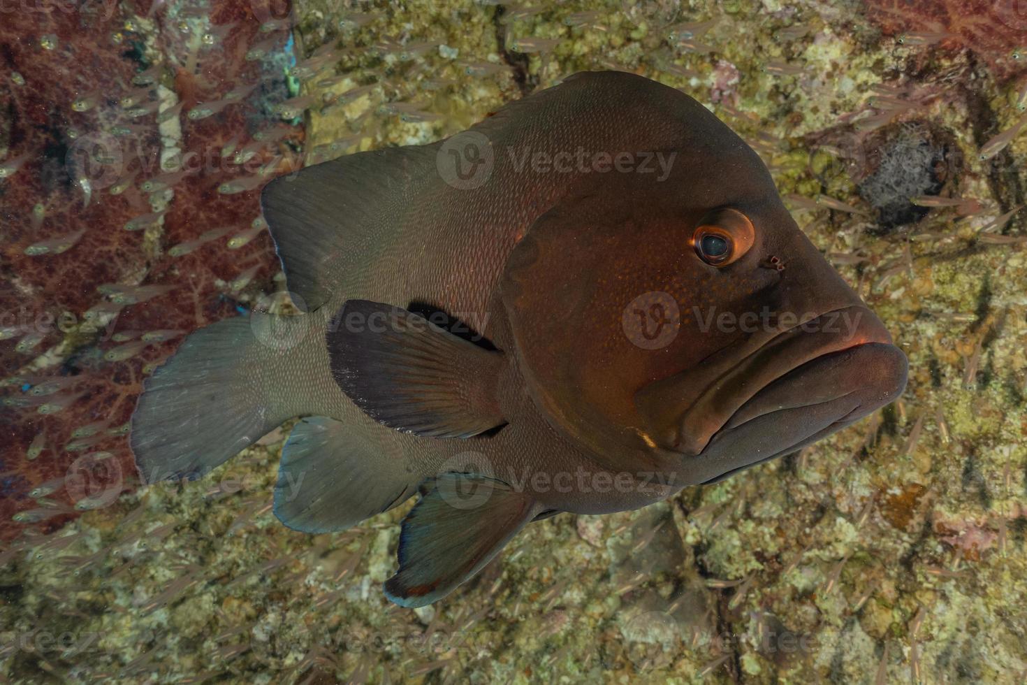 Fish swim in the Red Sea, colorful fish, Eilat Israel photo