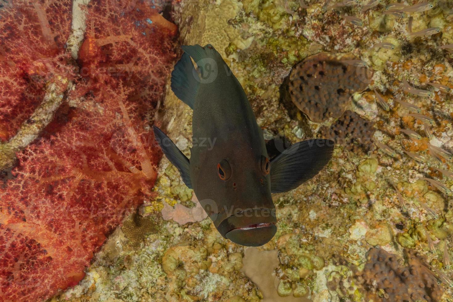 Fish swim in the Red Sea, colorful fish, Eilat Israel photo