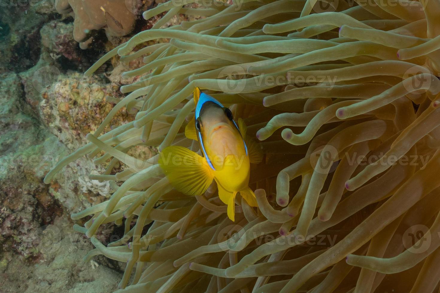 Fish swim in the Red Sea, colorful fish, Eilat Israel photo