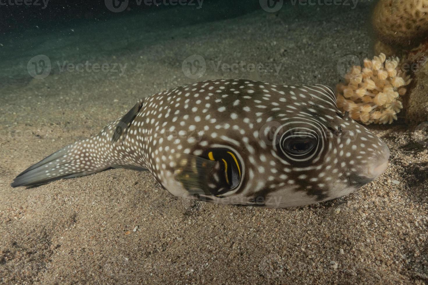 Fish swim in the Red Sea, colorful fish, Eilat Israel photo