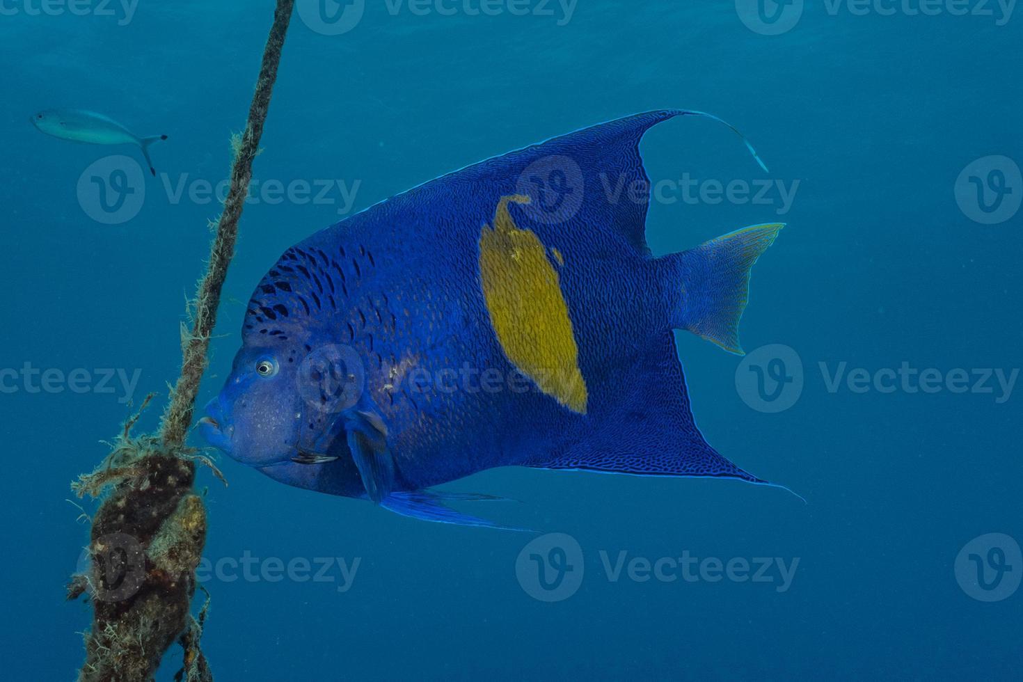 peces nadan en el mar rojo, peces de colores, eilat israel foto