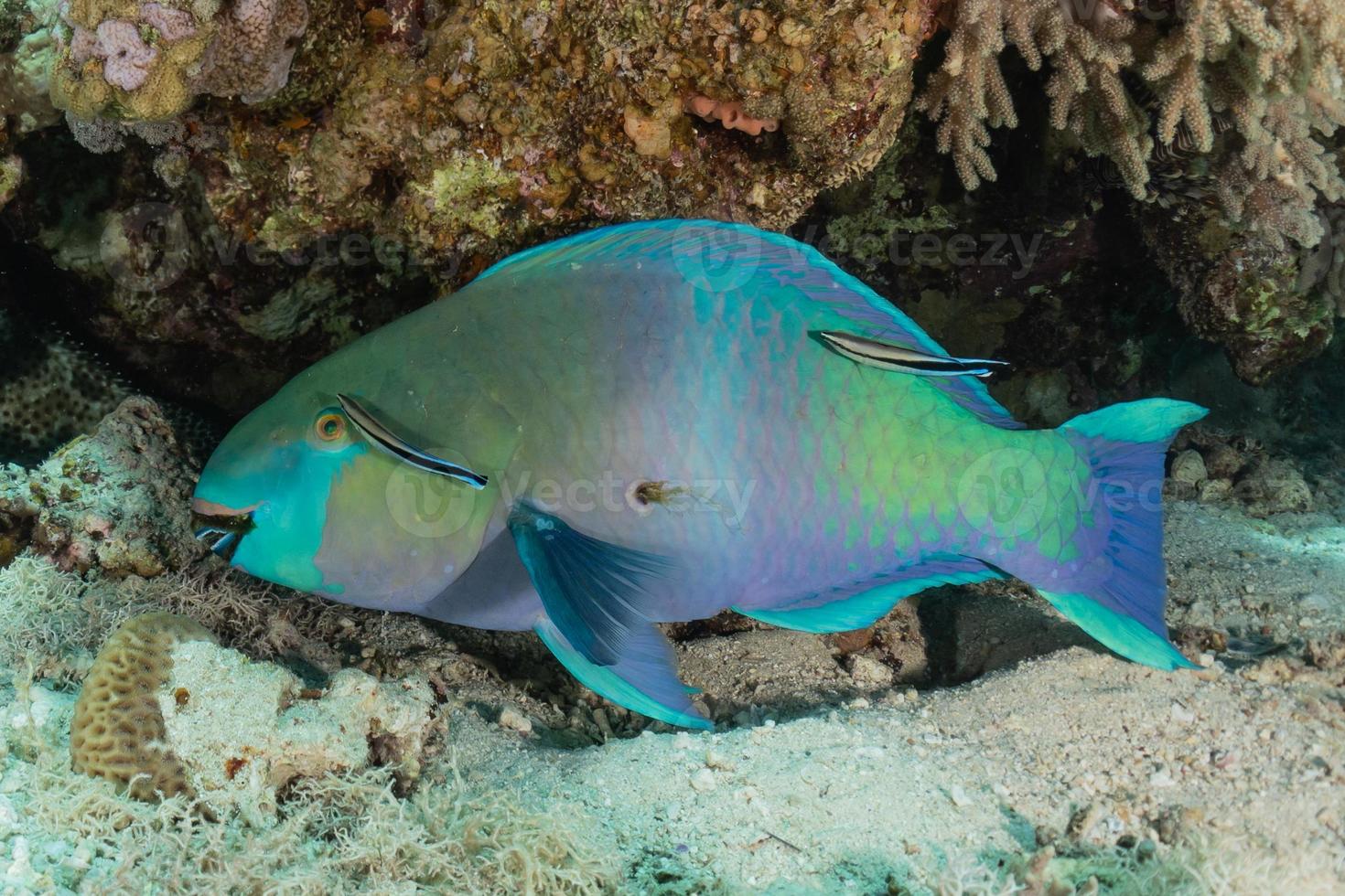 Fish swim in the Red Sea, colorful fish, Eilat Israel photo