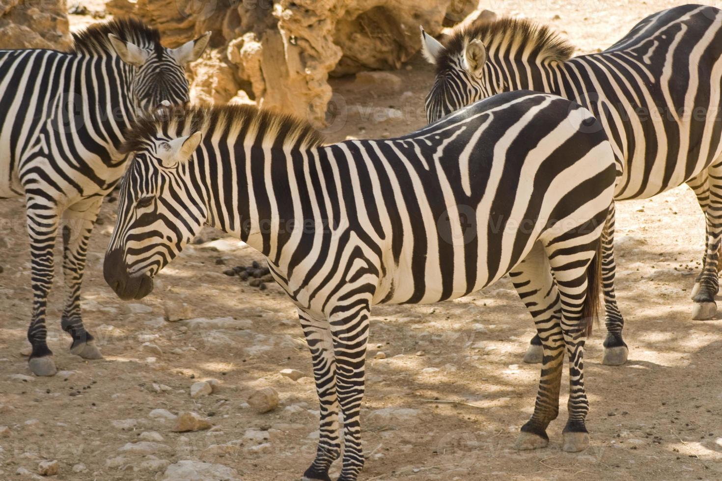 cebras en el zoológico de jerusalén foto