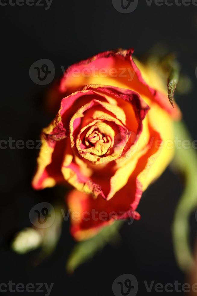 rosa flor de cerca antecedentes familia rosáceas moderno foto