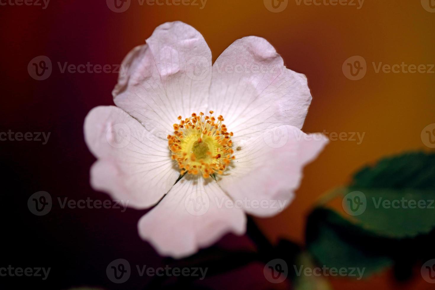 Flower blossom close up botanical rosa arvensis family rosaceae photo