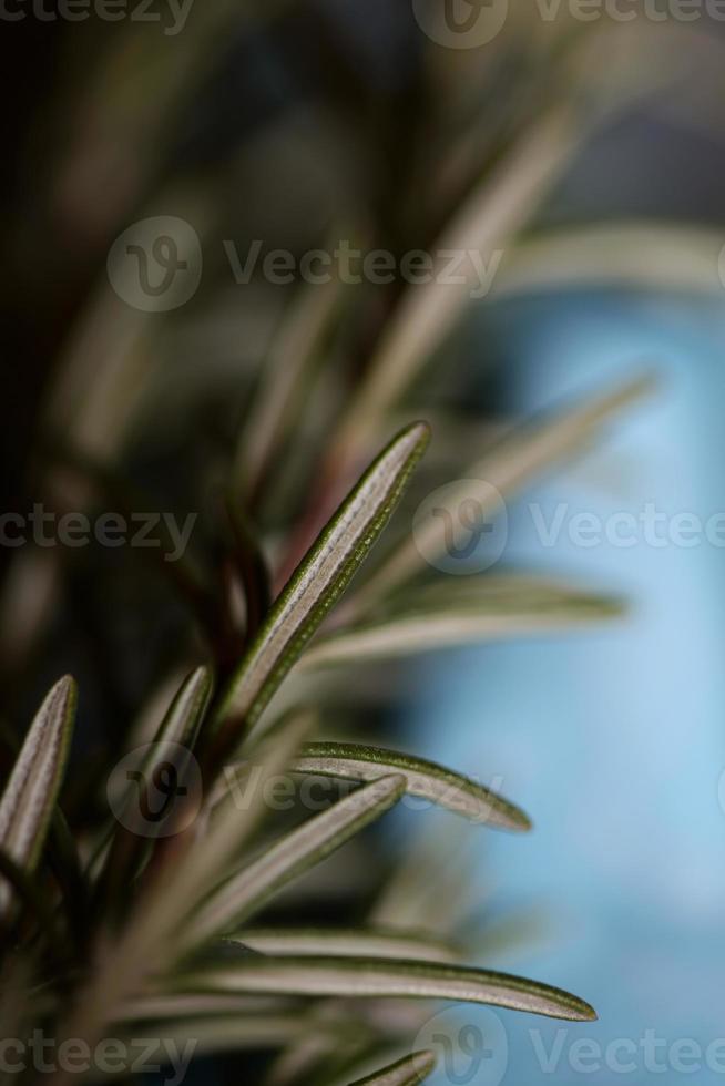 Rosemary plant Rosmarinus officinalis close up family lamiaceae photo