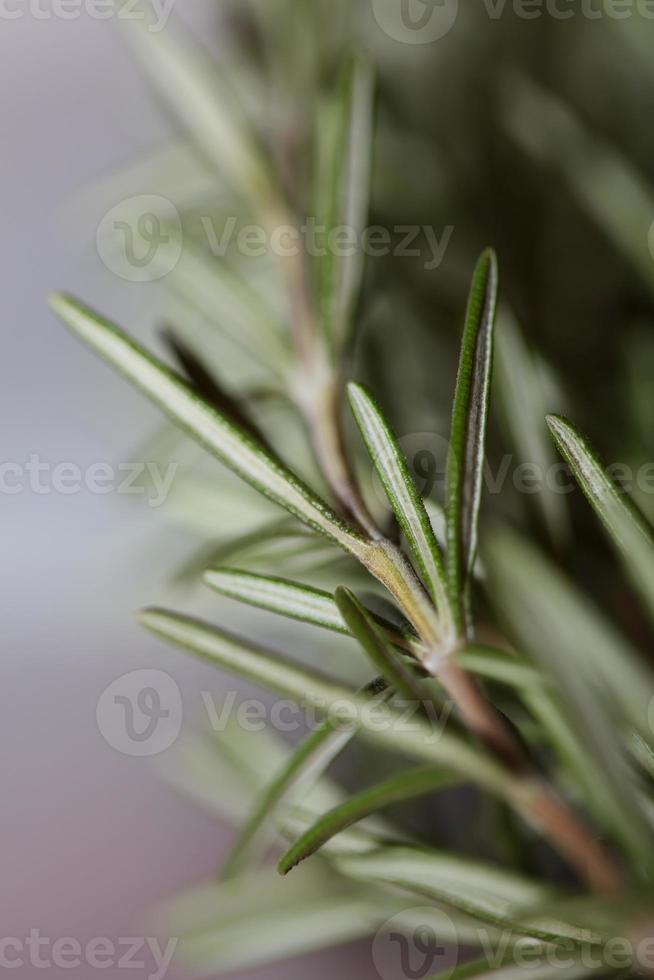 Planta de romero rosmarinus officinalis cerca de la familia lamiaceae foto