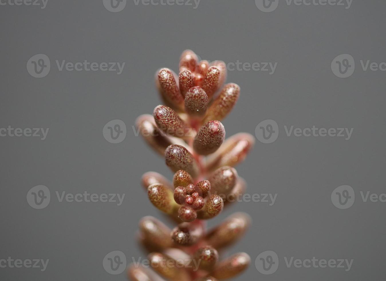 Hojas de flores suculentas cerrar sedum rubens familia crassulaceae foto