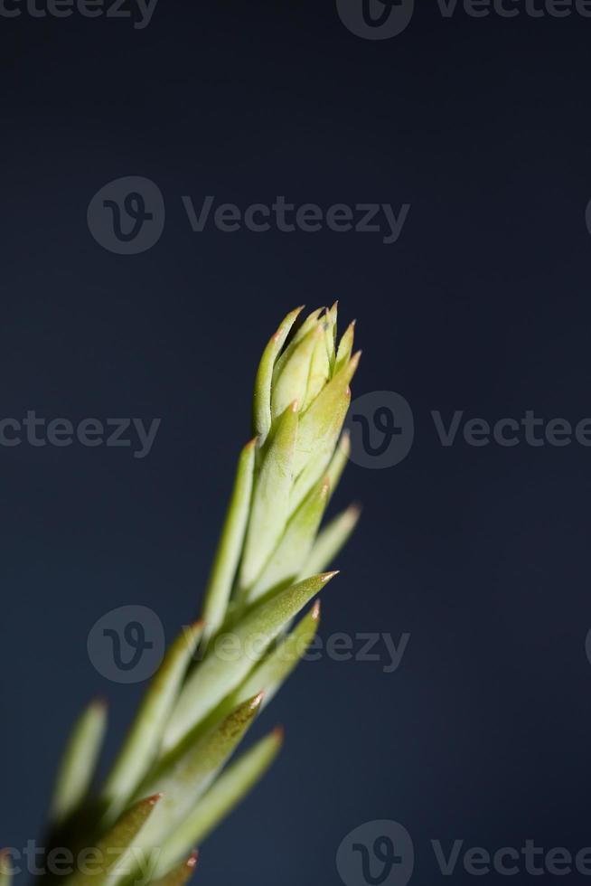 Succulent flower close up Sedum ochroleucum chaix family crassulaceae photo