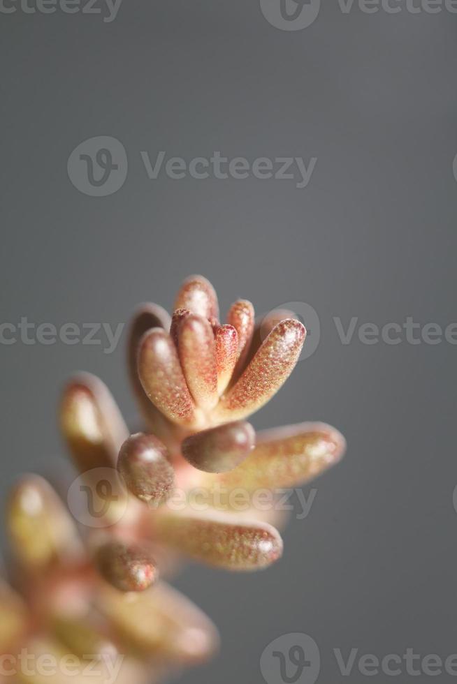 Succulent flower leaves close up Sedum rubens family crassulaceae photo