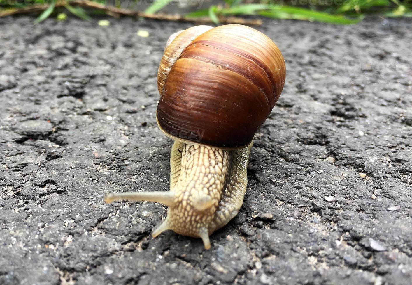 Small garden snail in shell crawling on wet road, slug hurry home photo