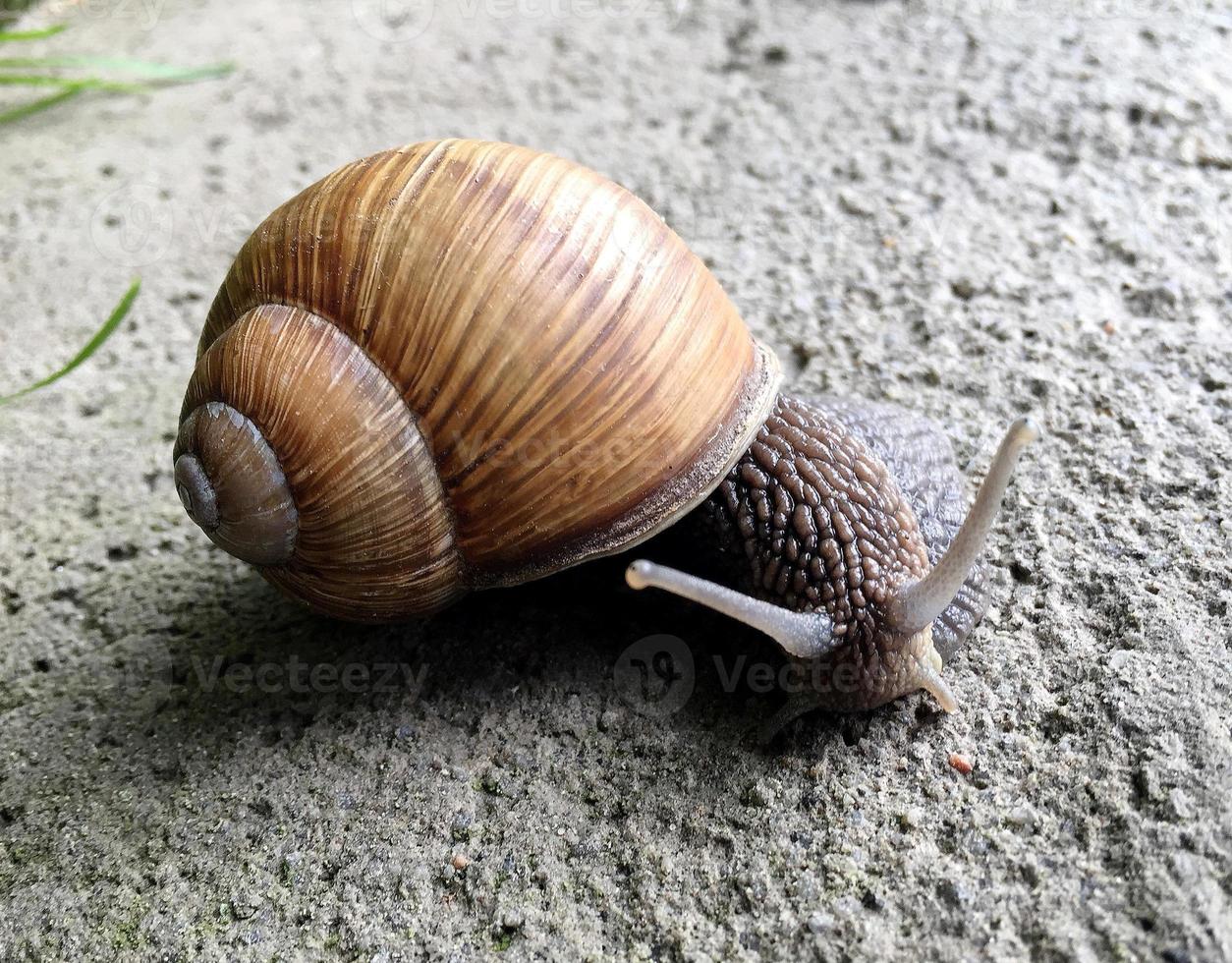 Pequeño caracol de jardín con cáscara arrastrándose por la carretera mojada foto