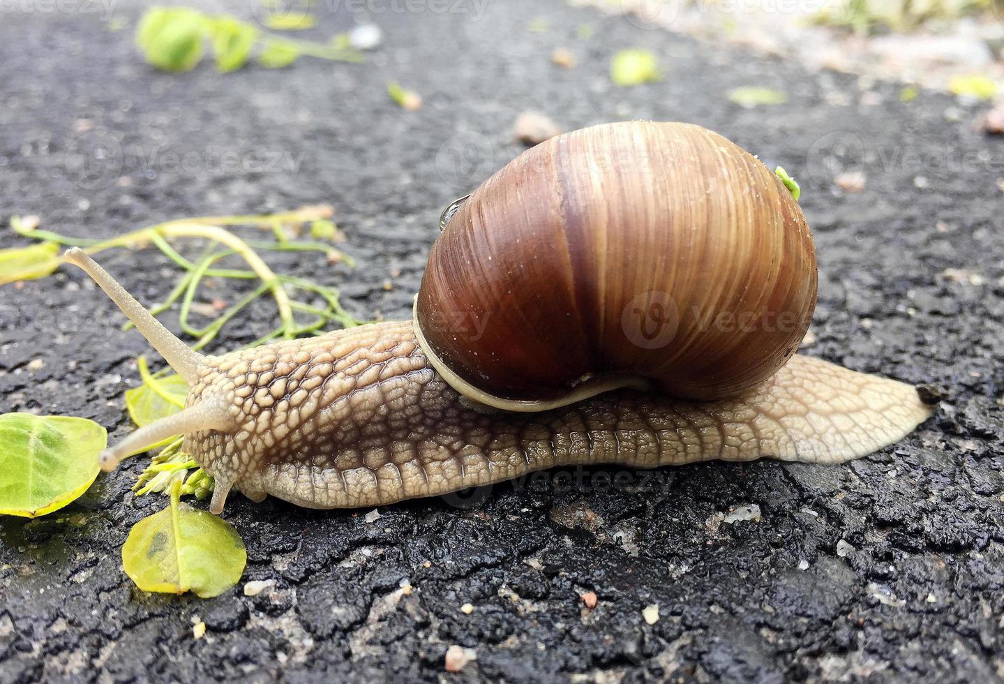 Small garden snail in shell crawling on wet road, slug hurry home photo