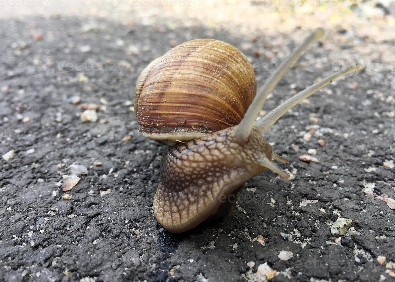Small garden snail in shell crawling on wet road, slug hurry home photo