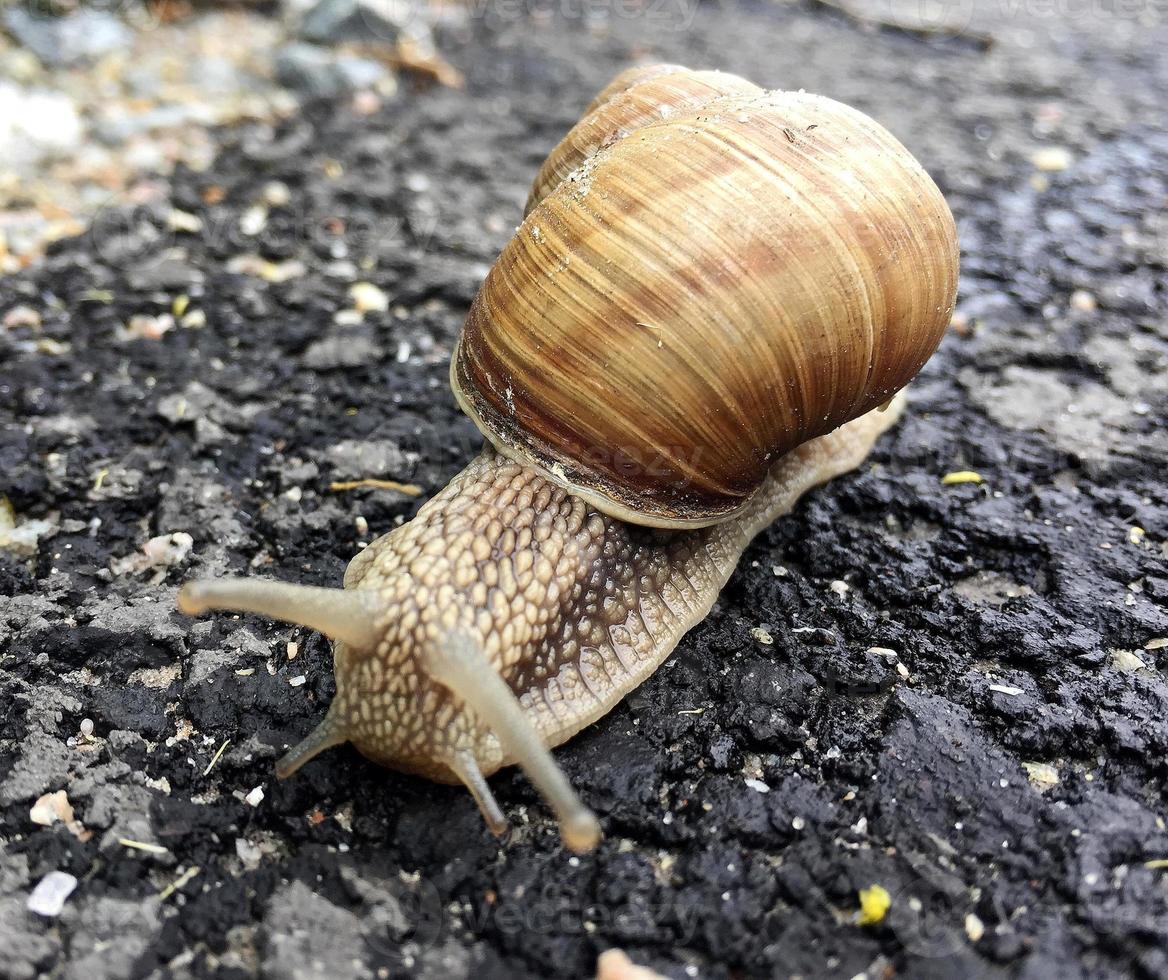 Small garden snail in shell crawling on wet road, slug hurry home photo