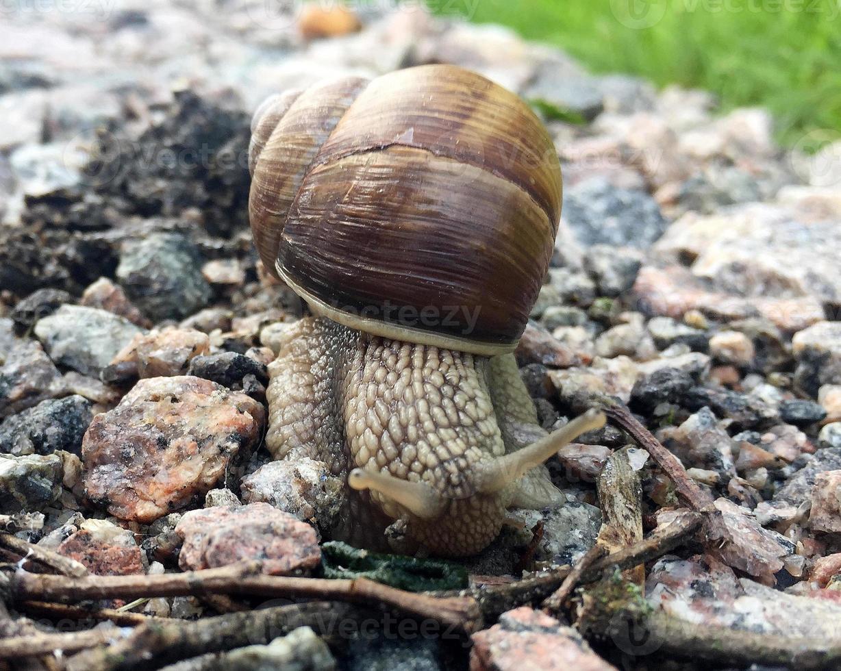 Small garden snail in shell crawling on wet road, slug hurry home photo