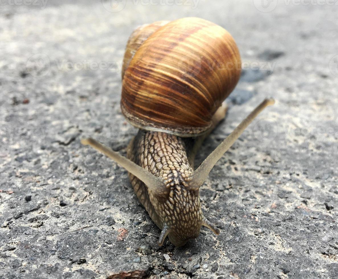 Pequeño caracol de jardín con cáscara arrastrándose por la carretera mojada foto