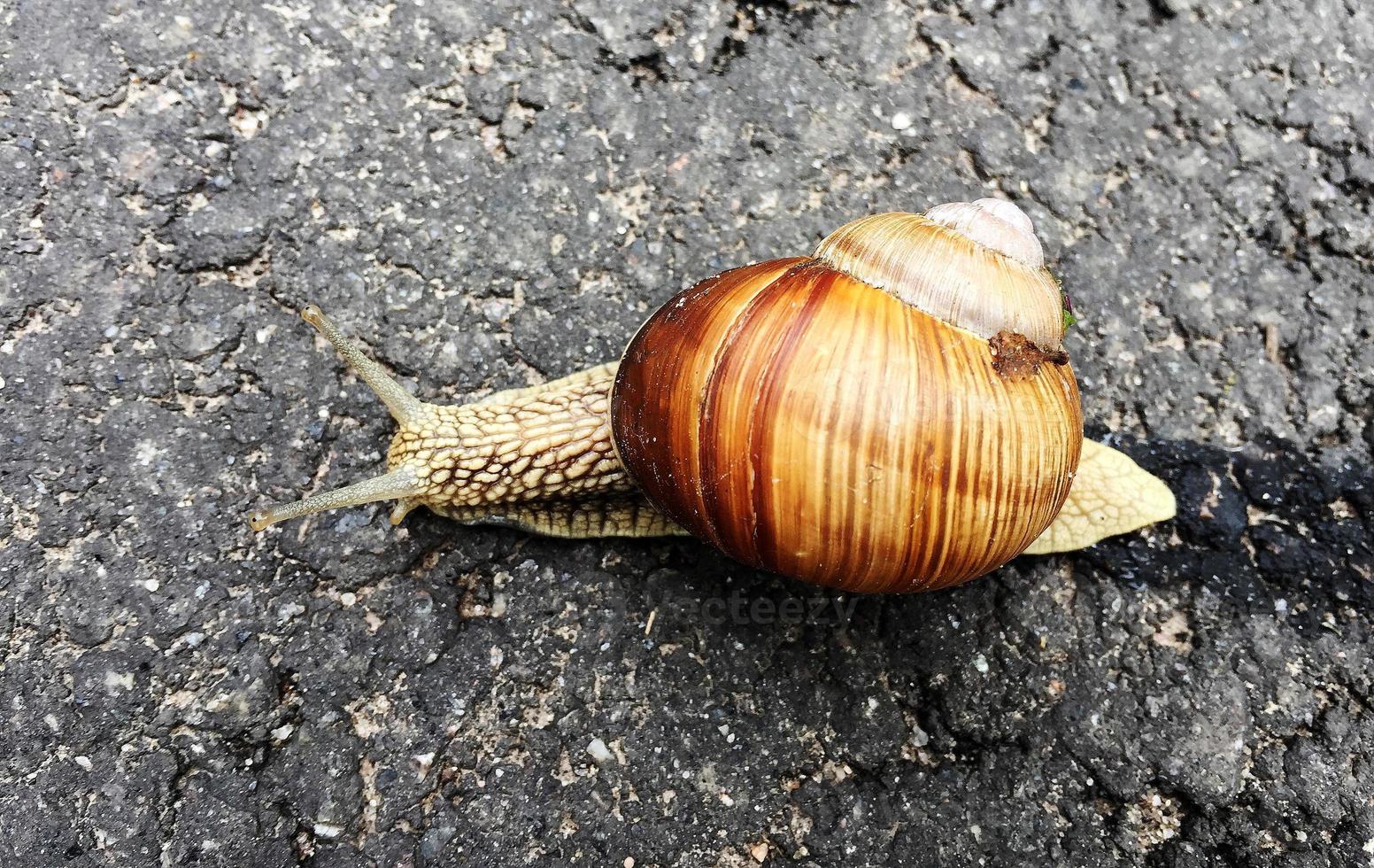 Small garden snail in shell crawling on wet road, slug hurry home photo