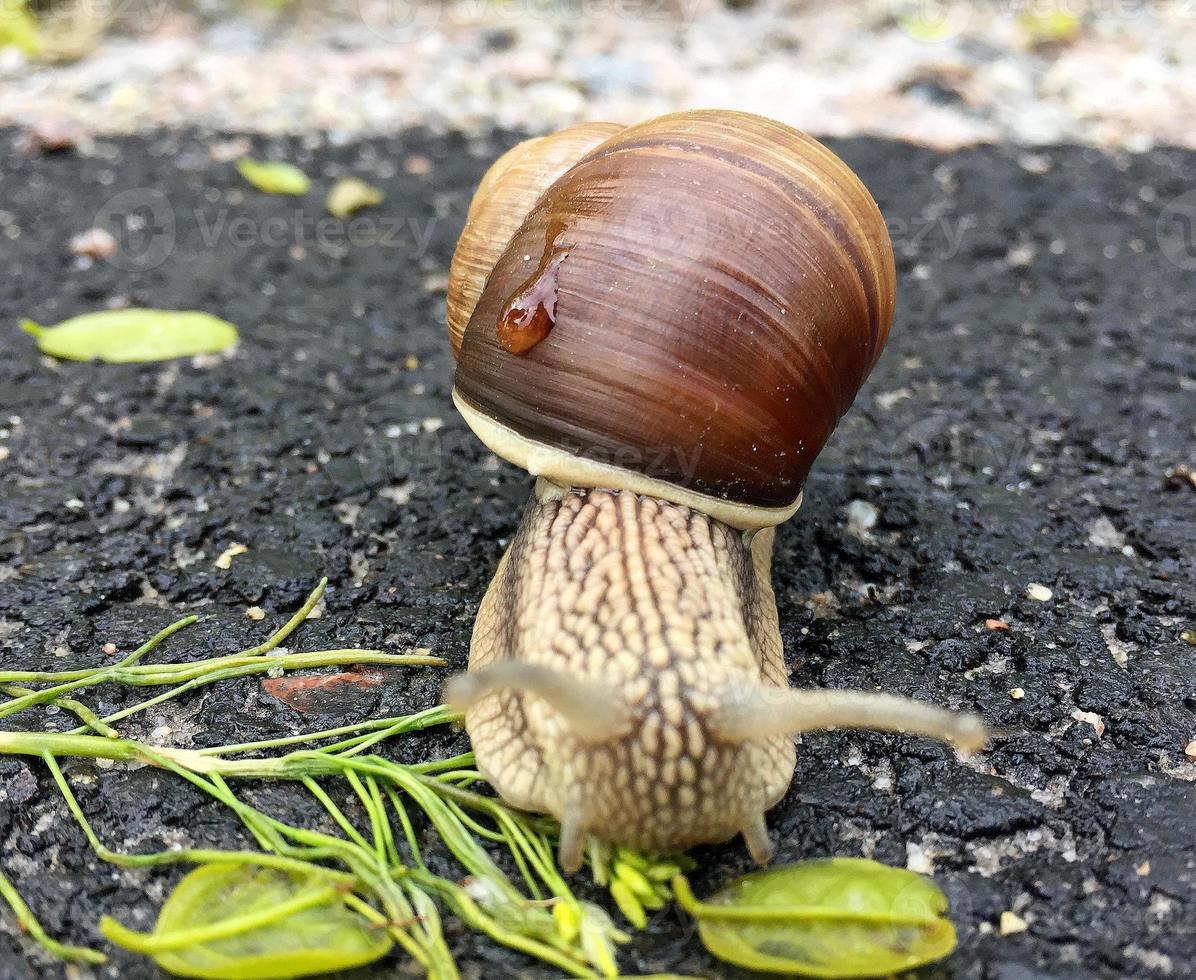 Small garden snail in shell crawling on wet road, slug hurry home photo