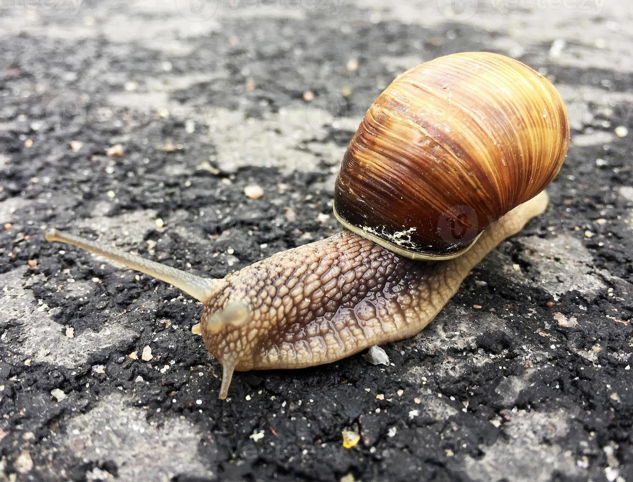 Small garden snail in shell crawling on wet road, slug hurry home photo