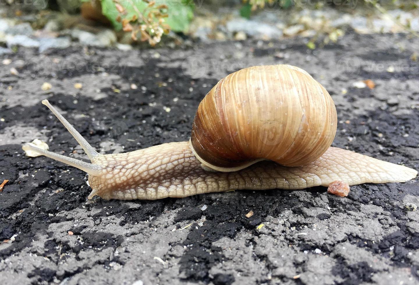 Pequeño caracol de jardín con cáscara arrastrándose por la carretera mojada foto