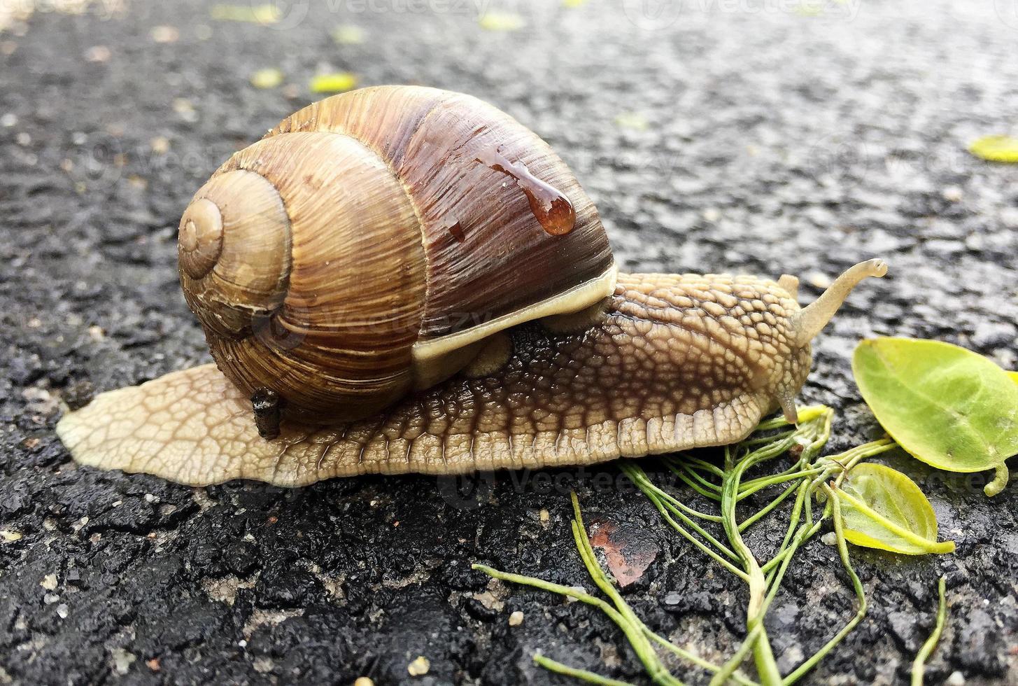 Small garden snail in shell crawling on wet road, slug hurry home photo