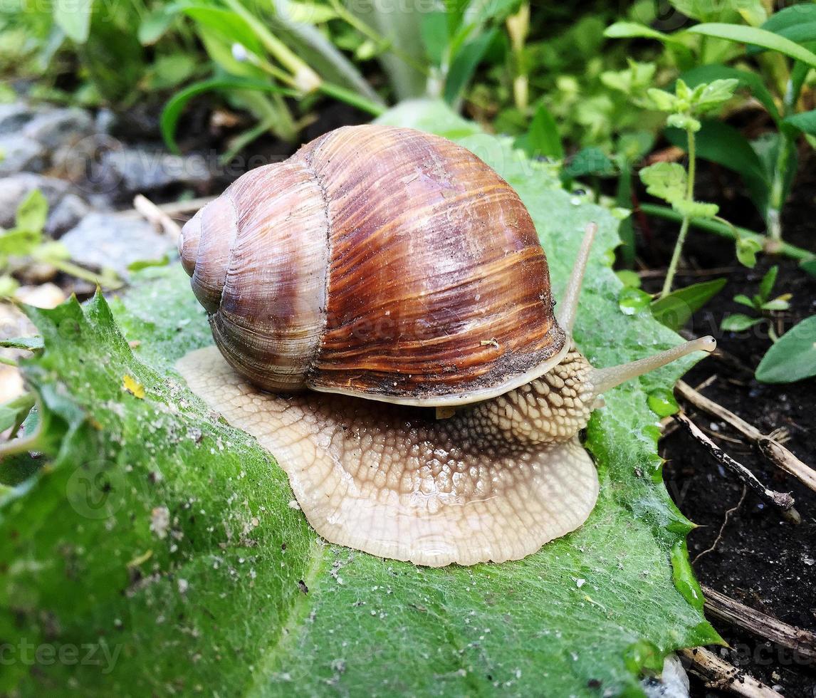 Small garden snail in shell crawling on wet road, slug hurry home photo