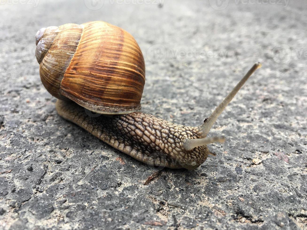 Pequeño caracol de jardín con cáscara arrastrándose por la carretera mojada foto