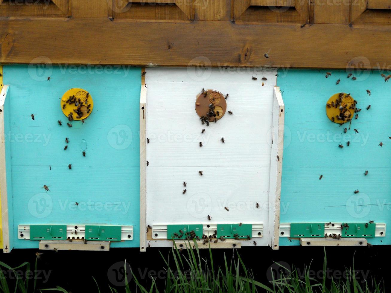 Background hexagon texture, wax honeycomb from a bee hive filled photo