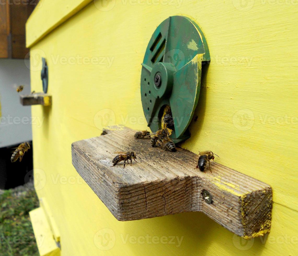 Background hexagon texture, wax honeycomb from a bee hive filled photo