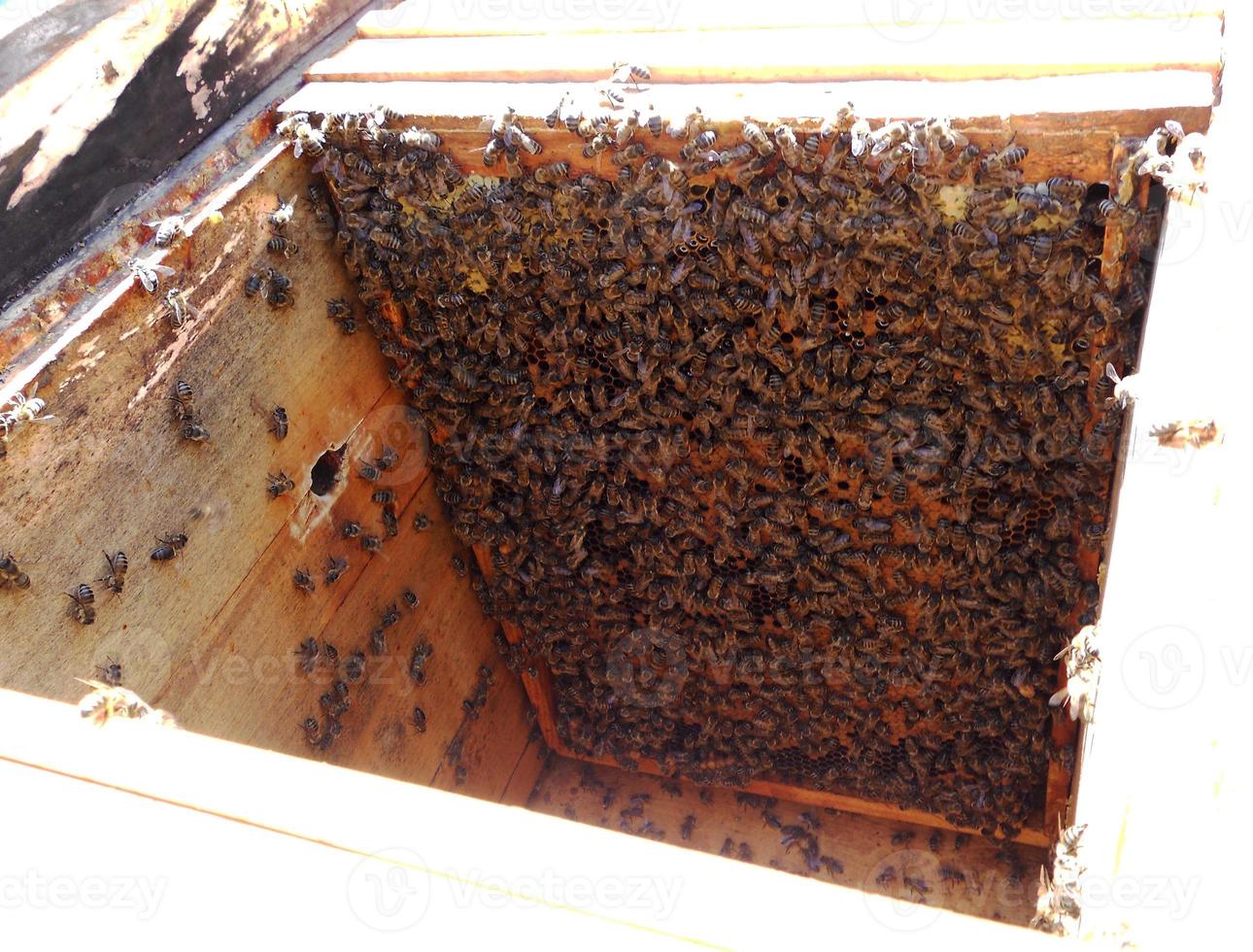 Background hexagon texture, wax honeycomb from a bee hive filled photo