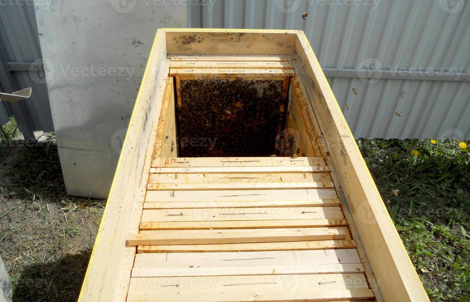 Background hexagon texture, wax honeycomb from a bee hive filled photo