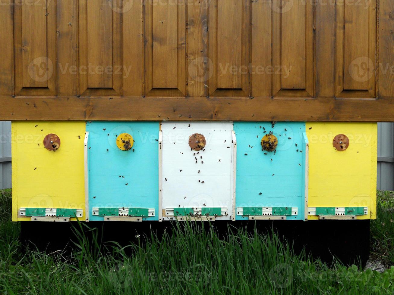 Background hexagon texture, wax honeycomb from a bee hive filled photo