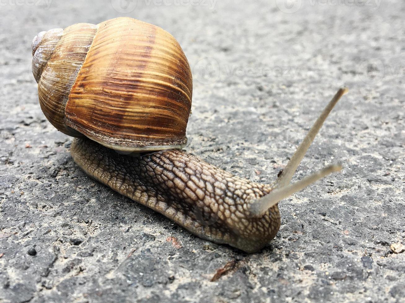 Pequeño caracol de jardín con cáscara arrastrándose por la carretera mojada foto