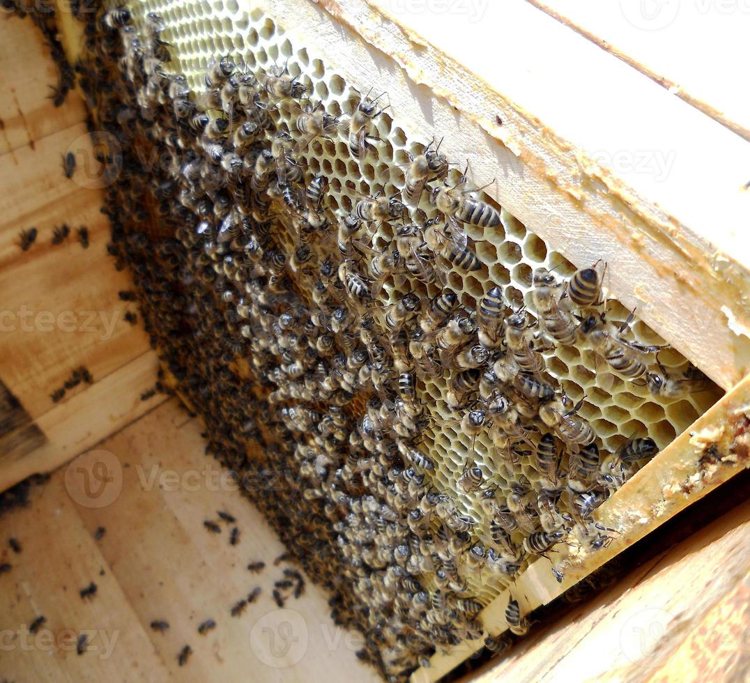 Background hexagon texture, wax honeycomb from a bee hive filled photo