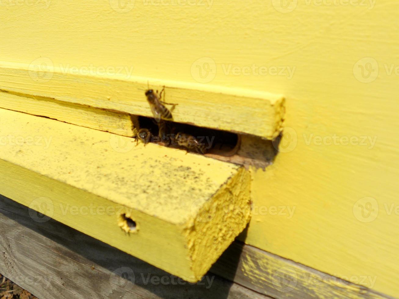 Fondo de textura hexagonal, panal de cera de una colmena llena foto