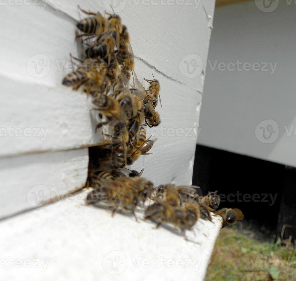 Background hexagon texture, wax honeycomb from a bee hive filled photo