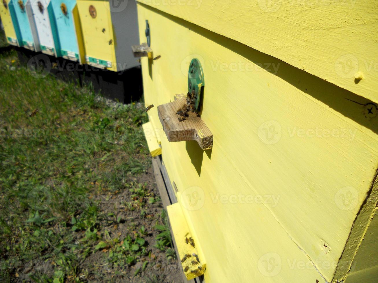 Background hexagon texture, wax honeycomb from a bee hive filled photo