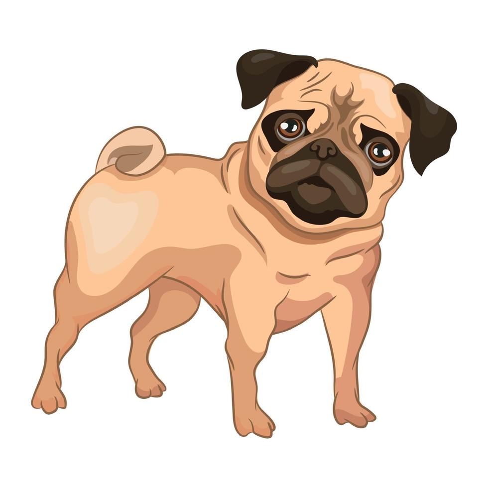 realista, perro, pug, raza, fondo blanco, -, vector