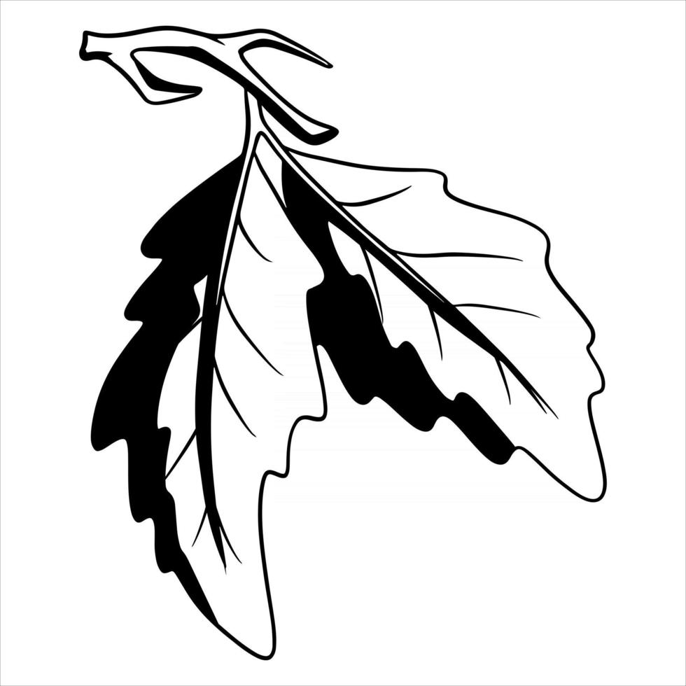 A small twig with two oak leaves. Line style. vector