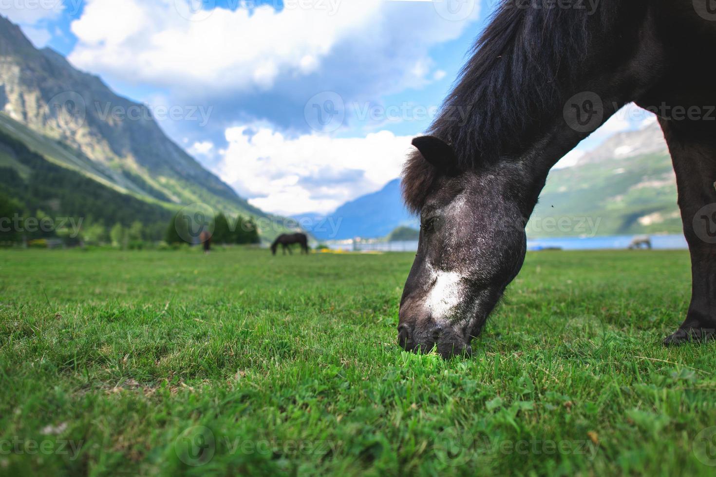 A black horse tip in the lawn in the high mountains photo